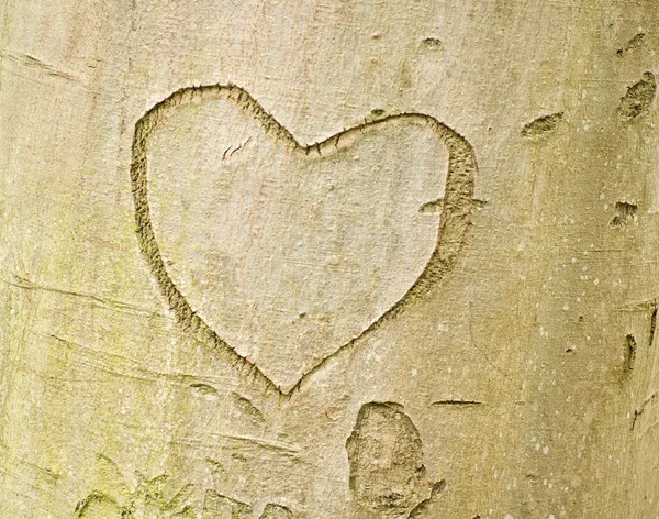 Forma del corazón en la corteza del árbol —  Fotos de Stock