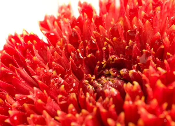 Rode dahlia bud met druppels — Stockfoto
