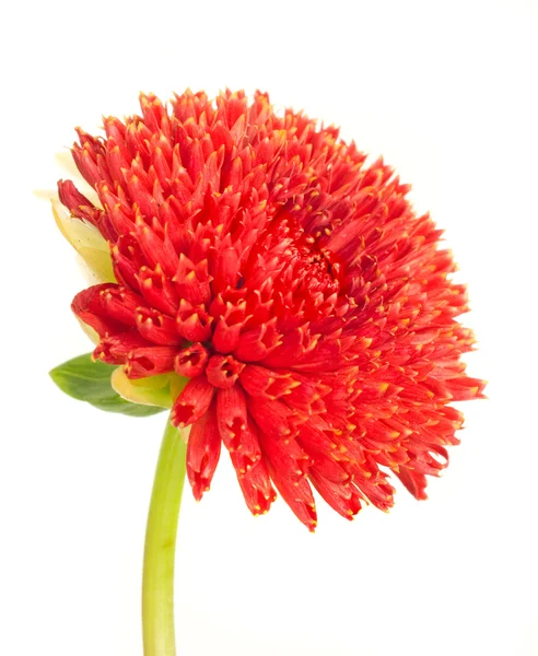 stock image Beautiful red dahlia flower bud