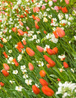 açı çekim flowerbed keukenhof Park