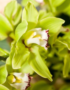 Green Cymbidium or orchid flower clipart