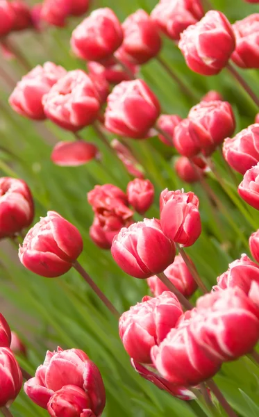 Ángulo de tiro de tulipanes holandeses rojos cama de flores —  Fotos de Stock