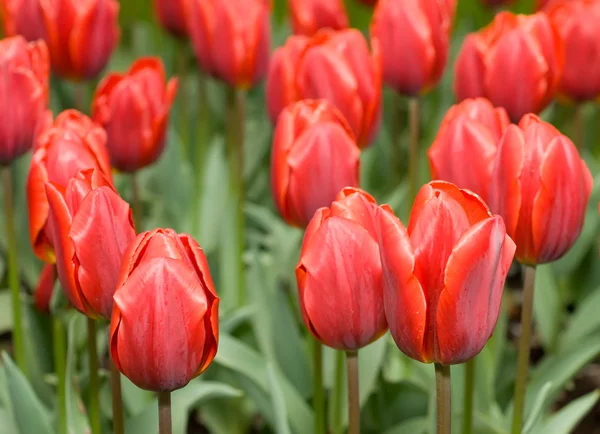 Close-up of red Dutch tulips flowerbed — Stock Photo, Image