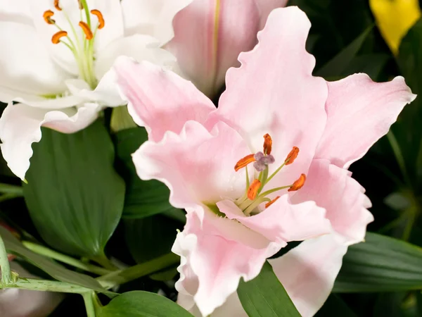 Lily flor do parque Keukenhof — Fotografia de Stock