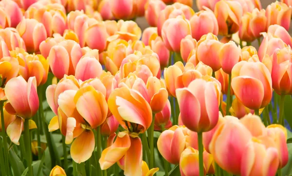 Pink and yellow Dutch tulips flowerbed — Stock Photo, Image