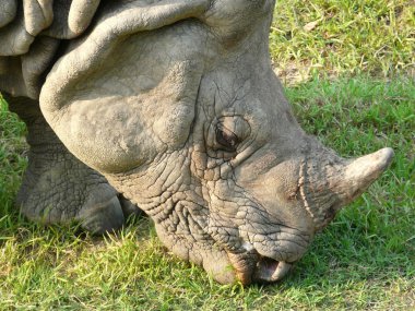 Rhino yakın çekim