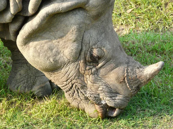 Rinoceronte de cerca —  Fotos de Stock