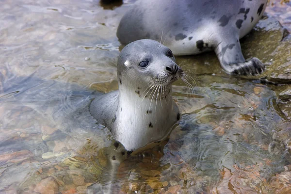 Stock image Seals