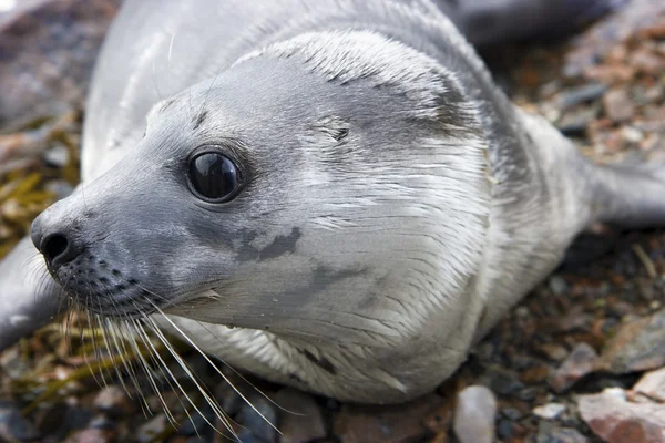 Stock image Seal