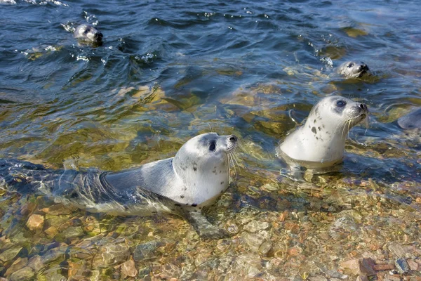 stock image Fur seals in the nature