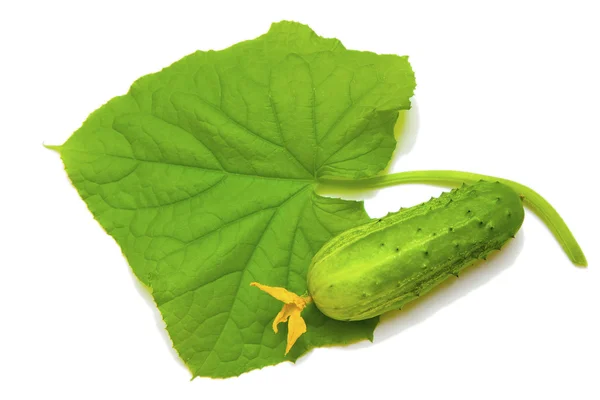 Pepino com uma folha — Fotografia de Stock