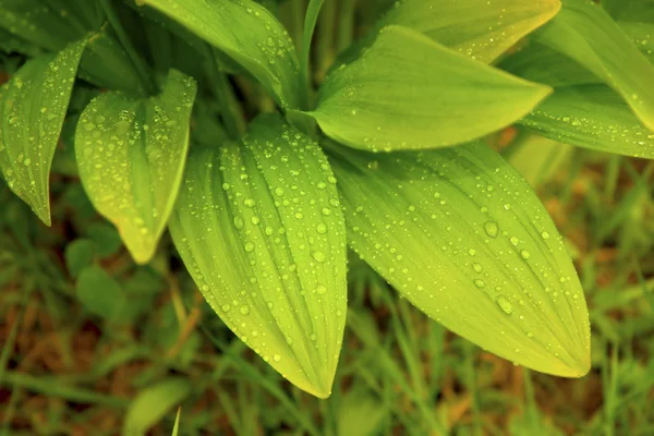 Garlic leaves after rain — Stock Photo, Image