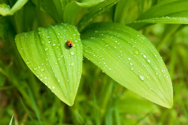 Leaves and a ladybird — Stock Photo, Image