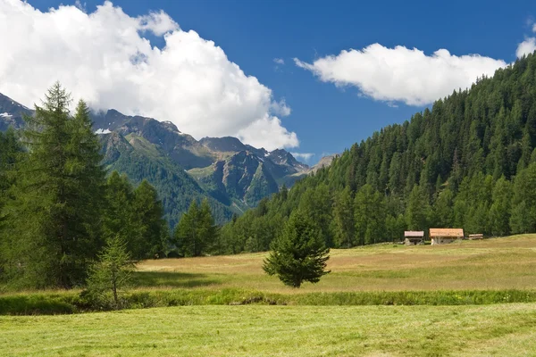 Alpine landscape in Pejo valley — Stock Photo, Image