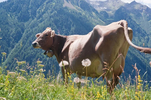 Cow on pasture — Stock Photo, Image