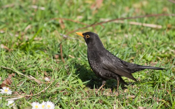 stock image Blackbird