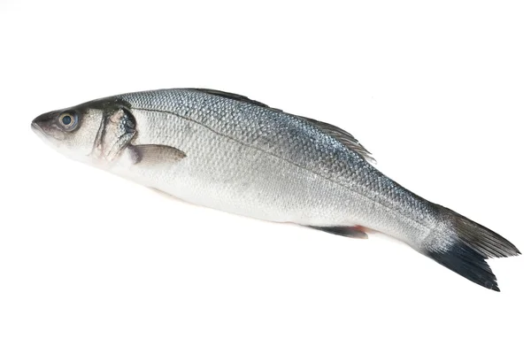 Sea bass isolated — Stock Photo, Image
