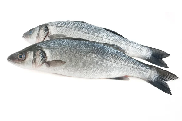 Two sea bass isolated — Stock Photo, Image