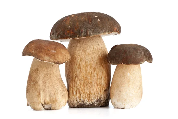 Hřib houby — Stock fotografie