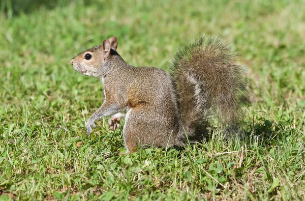Squirrel on meadow — Stock Photo, Image