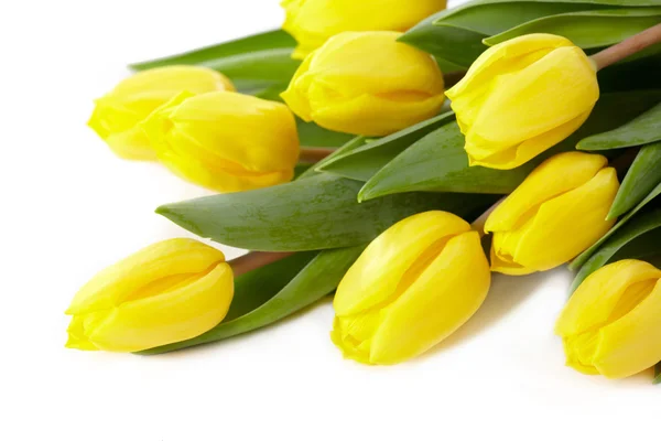 Стоковые фотографии по запросу Желтые тюльпаны