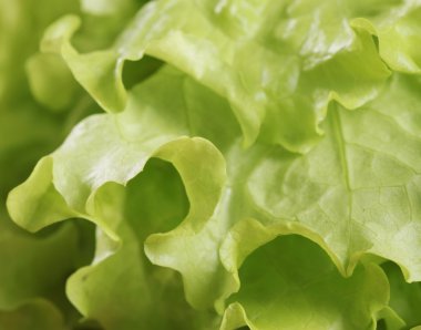 Lettuce macro clipart