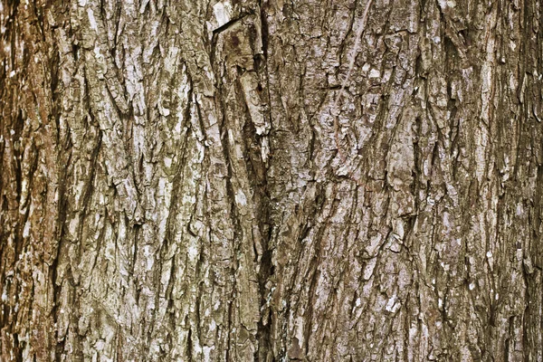 片段的老树 — 图库照片
