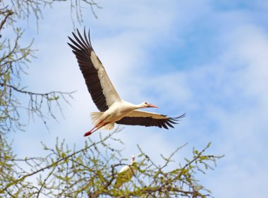 Flying stork clipart