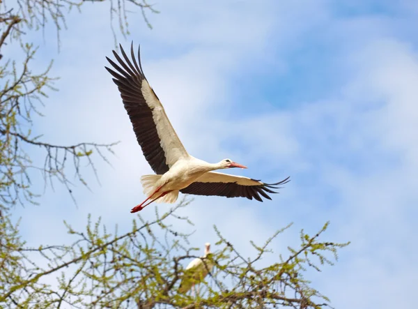 Flygande stork — Stockfoto