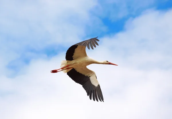 Flying stork — Stok fotoğraf