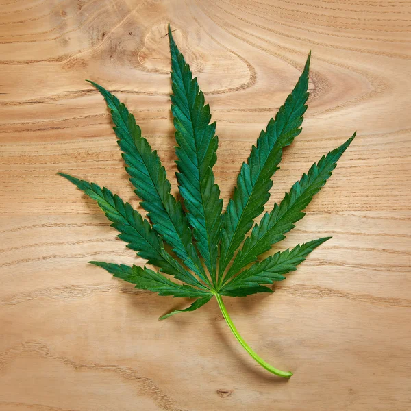 Лист марихуаны — стоковое фото