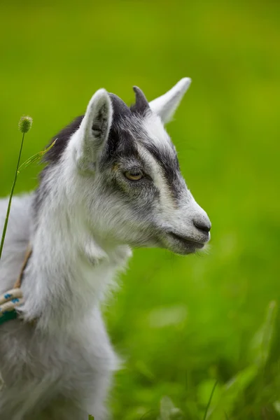 Little baby goat — Stock Photo, Image