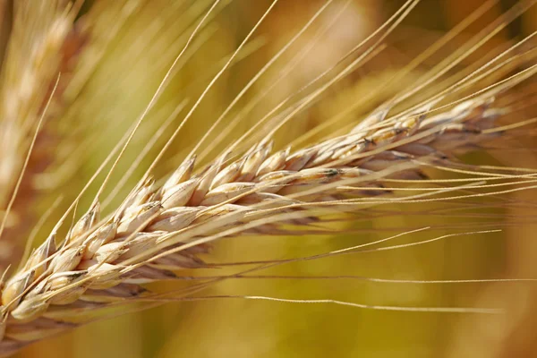 Зерновое ухо — стоковое фото