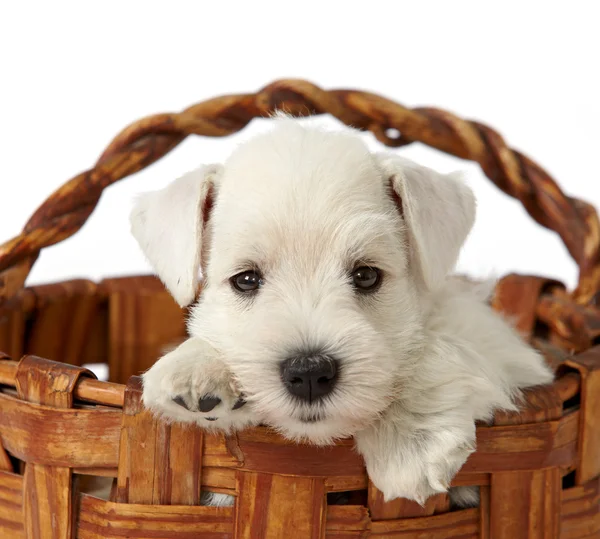 Filhote de cachorro em uma cesta — Fotografia de Stock