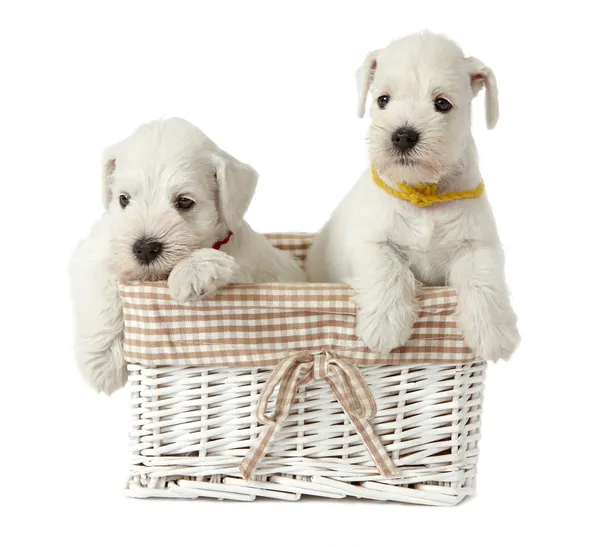 Two puppies in a basket — Stock Photo, Image