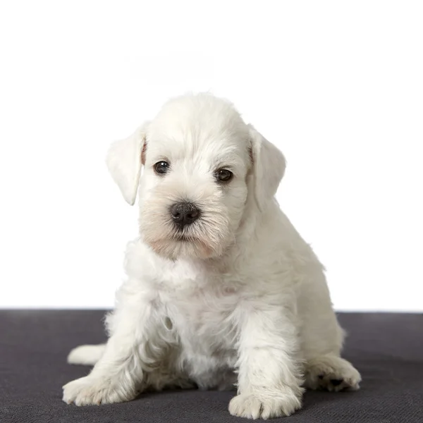 5 semanas de idade schnauzer cachorro — Fotografia de Stock