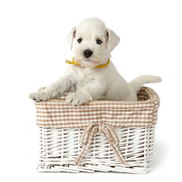 Sepet içinde beyaz köpek yavrusu — Stok fotoğraf