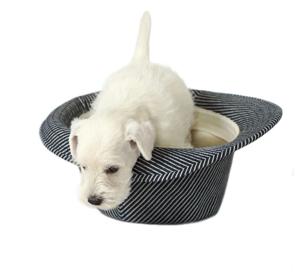 Şapkalı bir köpek yavrusu — Stok fotoğraf