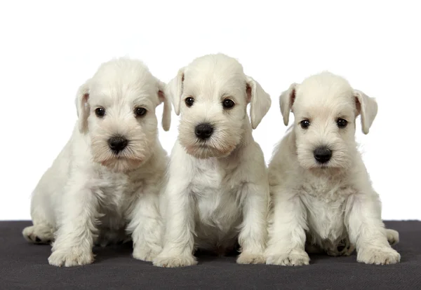 3 흰 강아지 — 스톡 사진