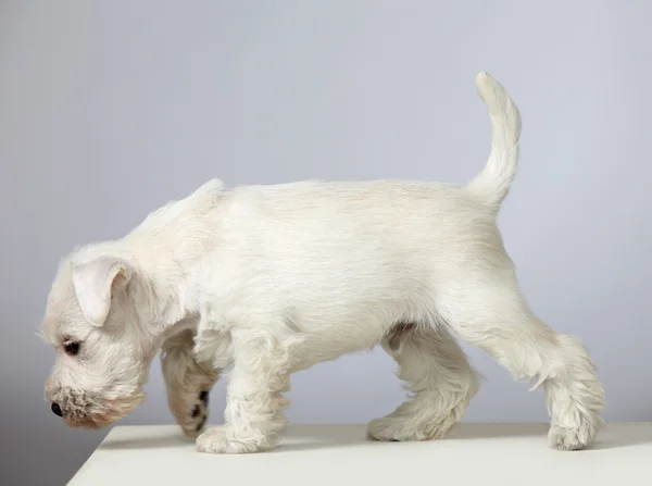 Белый щенок — стоковое фото
