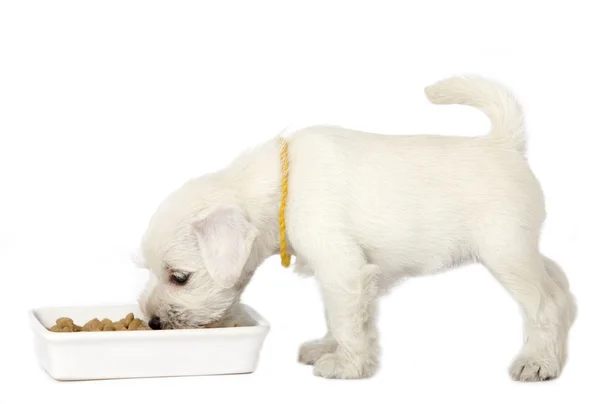 White puppy — Stock Photo, Image