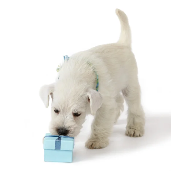 Κουτί λευκό κουτάβι και δώρο — Φωτογραφία Αρχείου