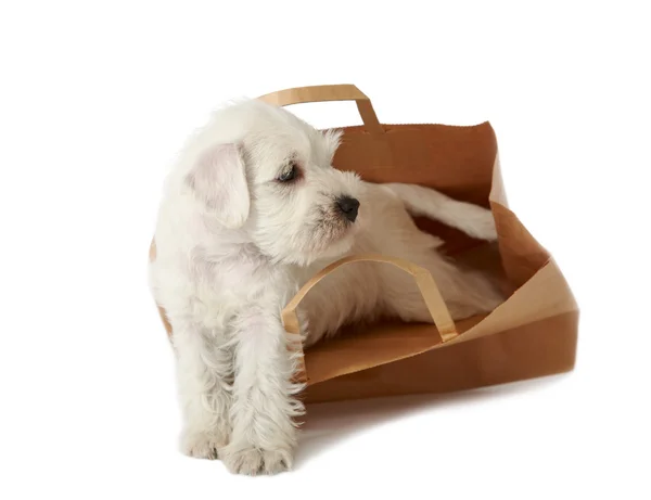 Filhote de cachorro em um saco de compras — Fotografia de Stock