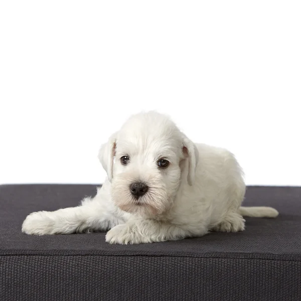 Cachorrinho schnauzer branco — Fotografia de Stock