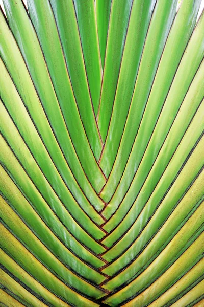 Большой листок пальмы — стоковое фото