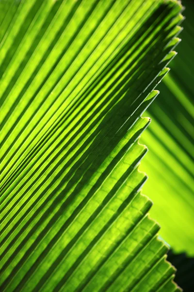 Пальмовый фильф — стоковое фото