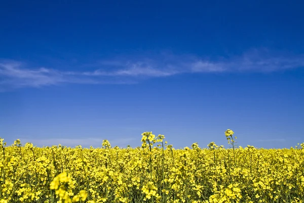 Flores amarelas e céu azul — Fotografia de Stock