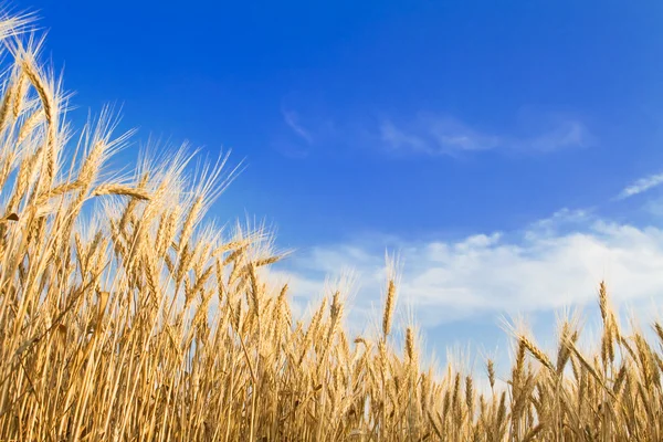 Golden wheat — Stock Photo, Image