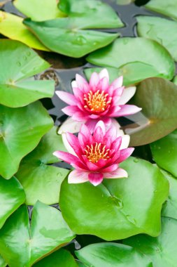 Two water lily clipart