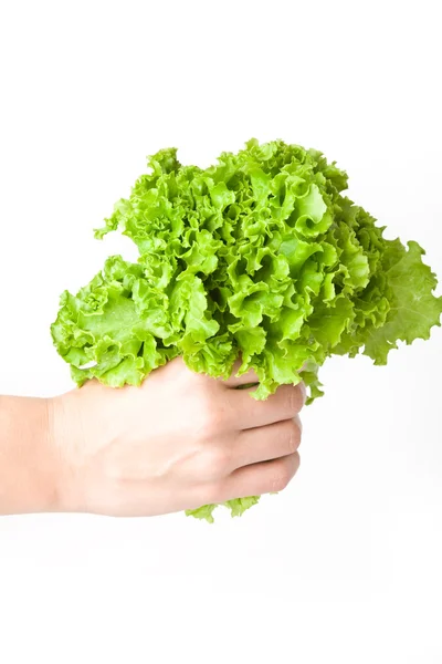 Lettuce in the hand — Stock Photo, Image